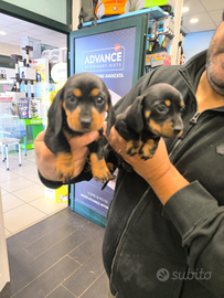 Bassotto tedesco kaninchen