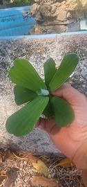 lattuga d'acqua pistia stratiotes