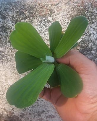 lattuga d'acqua pistia stratiotes