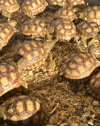 Sulcata baby