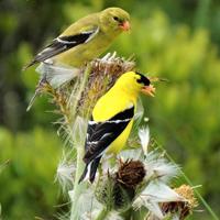 Coppia cardellino americano tristis 2025