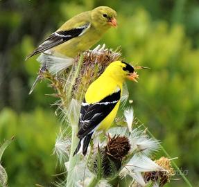 Coppia cardellino americano tristis 2025