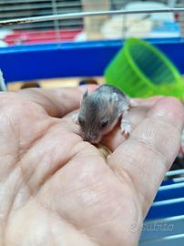 Adorabili criceti nani cuccioli svezzati