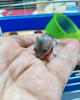 Adorabili criceti nani cuccioli svezzati