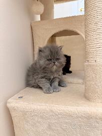 Gattina di Persiano colorazione blu