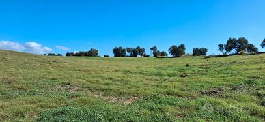 Terreno agricolo irriguo Montalto di Castro