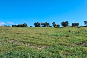 Terreno agricolo irriguo Montalto di Castro