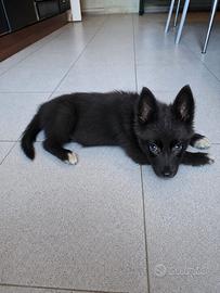 Lupo nero