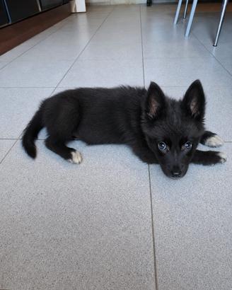 Lupo nero