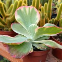 Pianta grassa KALANCHOE THYRSIFLORA succulenta 