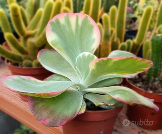 Pianta grassa KALANCHOE THYRSIFLORA succulenta 