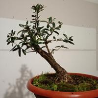 prebonsai ulivo 