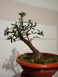 prebonsai ulivo 
