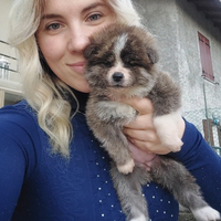 Cuccioli akita inu tigrato