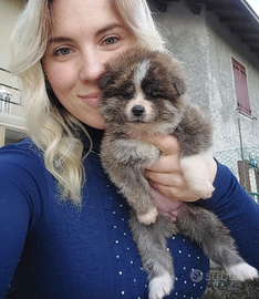 Cuccioli akita inu tigrato