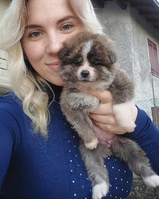 Cuccioli akita inu tigrato
