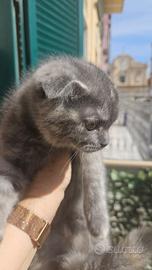 Scottish fold
