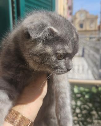 Scottish fold