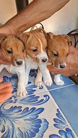 Ultima cucciola di Jack russel