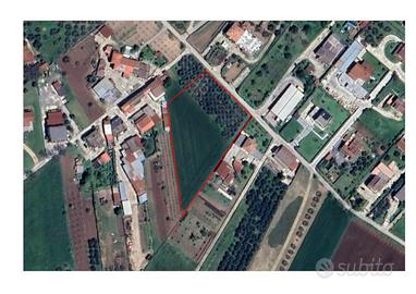Terreno edificabile con uliveto 5.671 mq