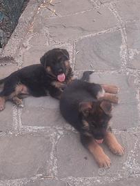 cuccioli di pastore tedesco 