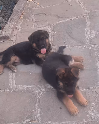 cuccioli di pastore tedesco 