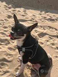 Chiwawa pelo corto