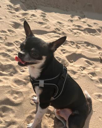 Chiwawa pelo corto