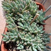 Pianta succulenta BABY Sedum Pachyphyllum