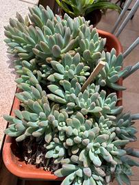 Pianta succulenta BABY Sedum Pachyphyllum