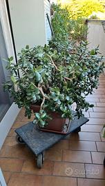 Crassula ovata grande