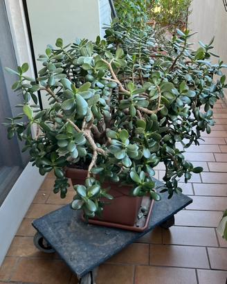 Crassula ovata grande
