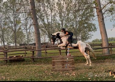 Cavallo