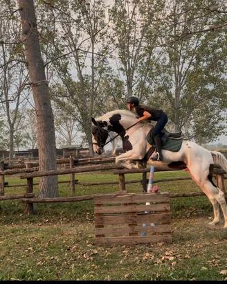 Cavallo