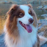 Pastore australiano per monta