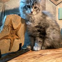 Cucciola di Maine Coon linea estera