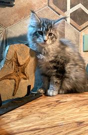 Cucciola di Maine Coon linea estera