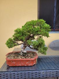 Ginepro itoigawa bonsai