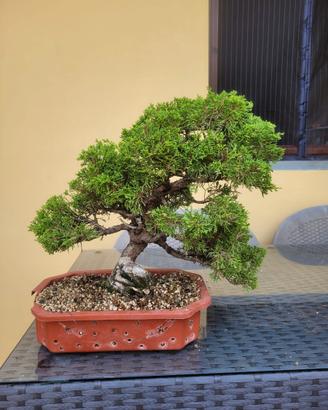 Ginepro itoigawa bonsai