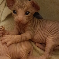 Cuccioli di Sphynx