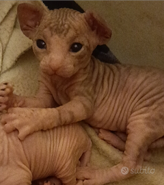 Cuccioli di Sphynx