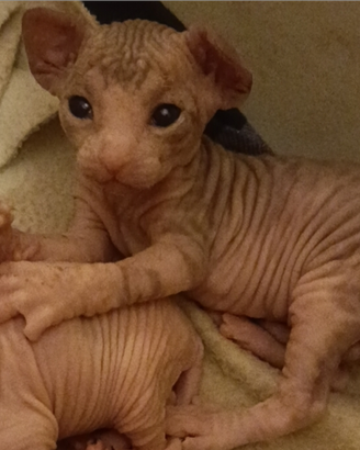 Cuccioli di Sphynx