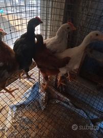 Galli e galline