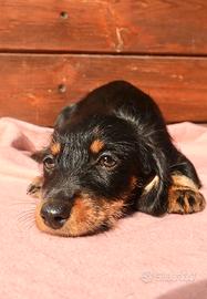 Ultima cucciola bassotto tedesco pelo duro