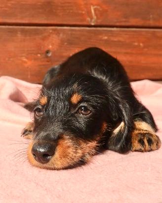 Ultima cucciola bassotto tedesco pelo duro