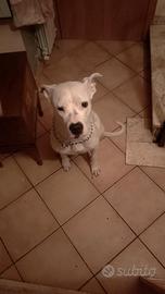 Dogo argentino femmina