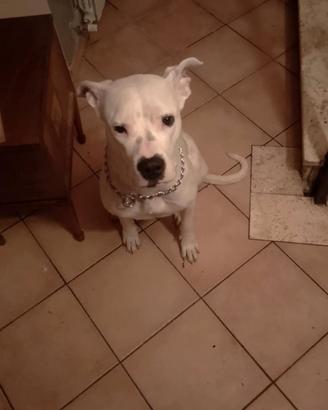 Dogo argentino femmina