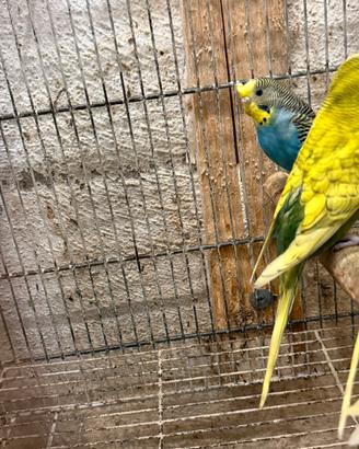 Cocorita ciuffata femmina pronta alla riproduzione