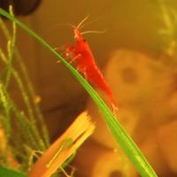 Neocaridine Red Sakura, Red Cherry