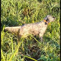 Setter maschio bianco nero esperto beccacce